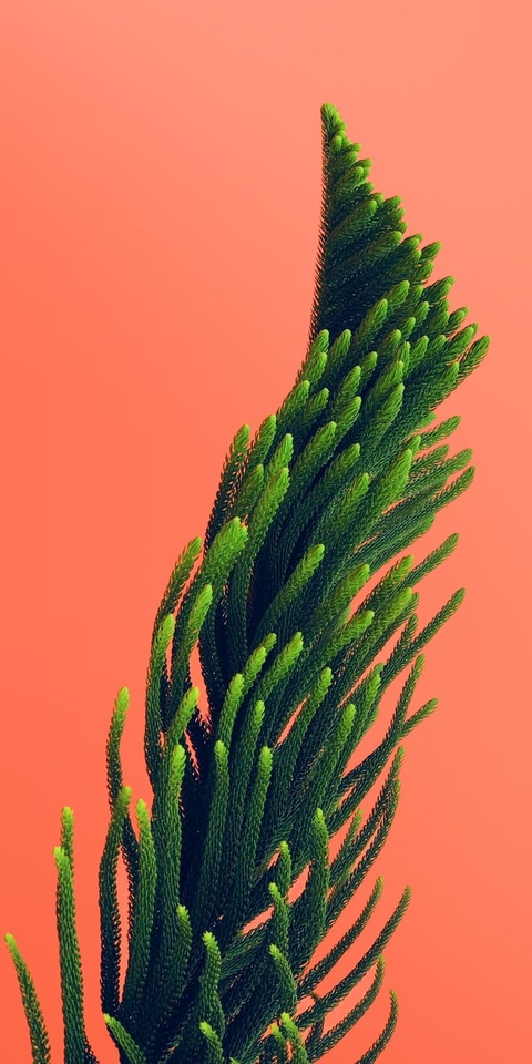 papéis de parede conifer, flower