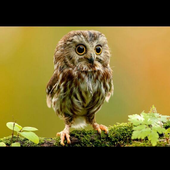 cute baby