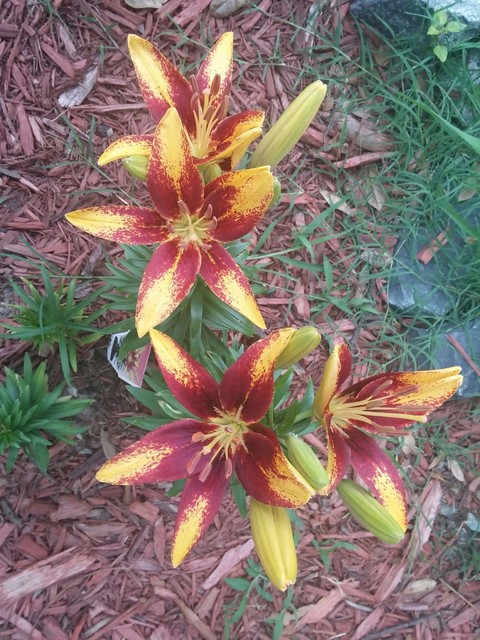 flowers
