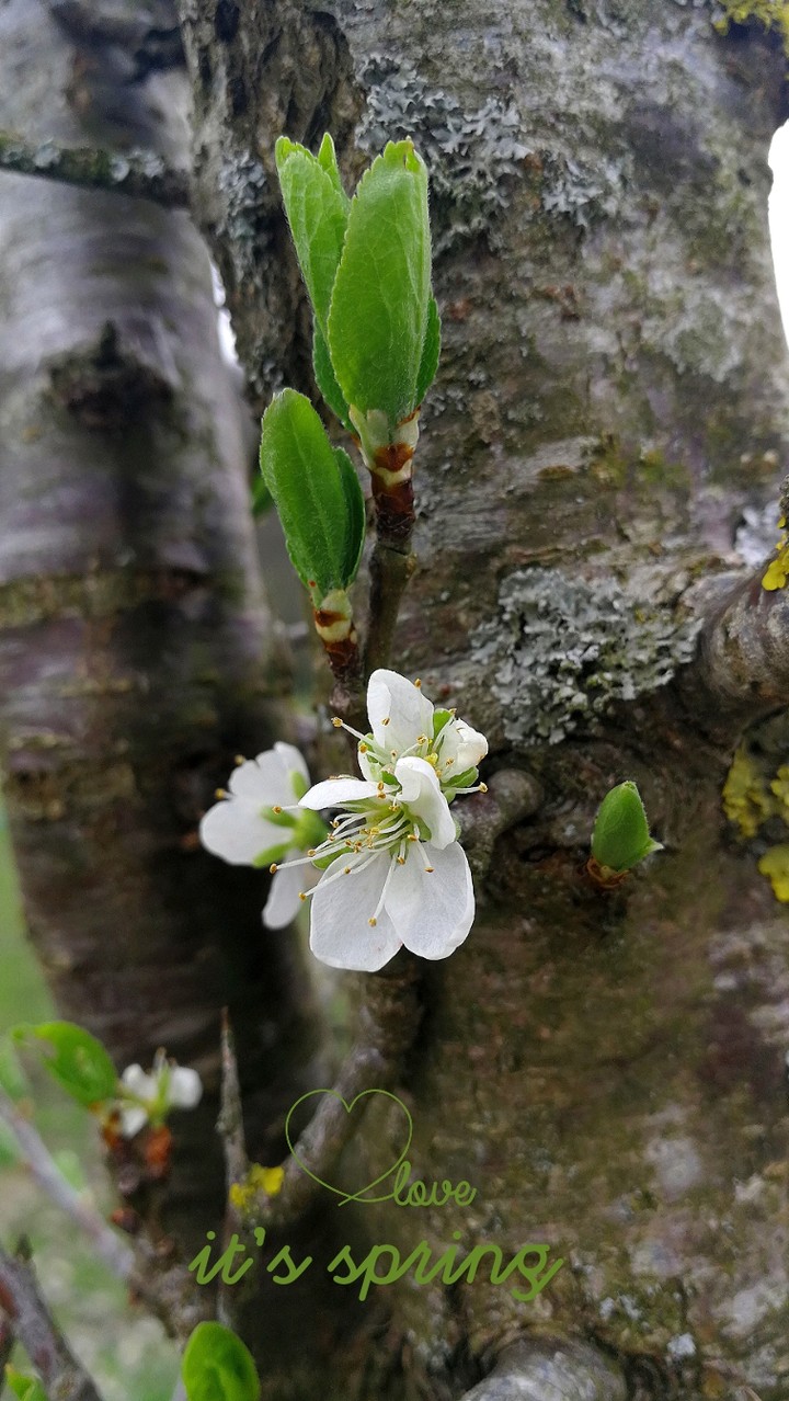 spring
