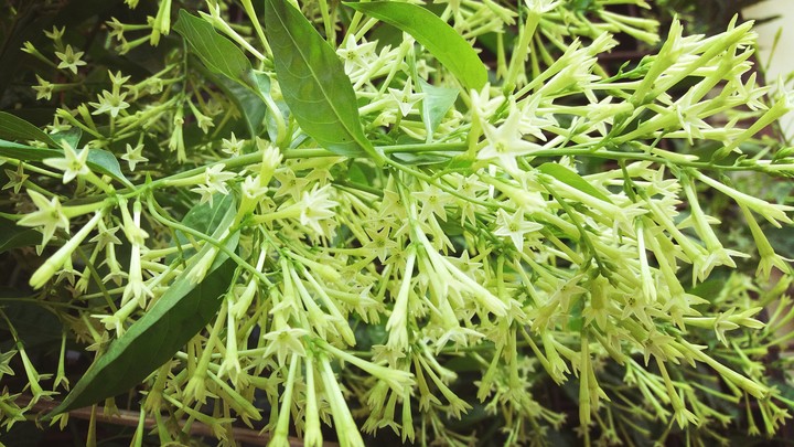 Flower