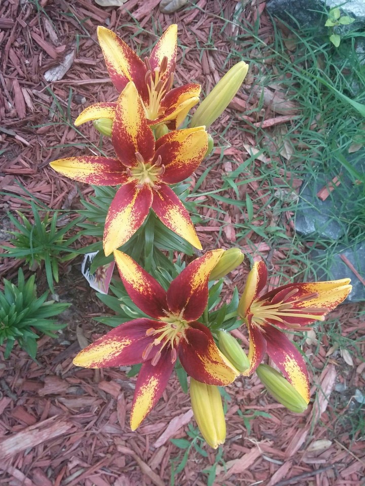 flowers