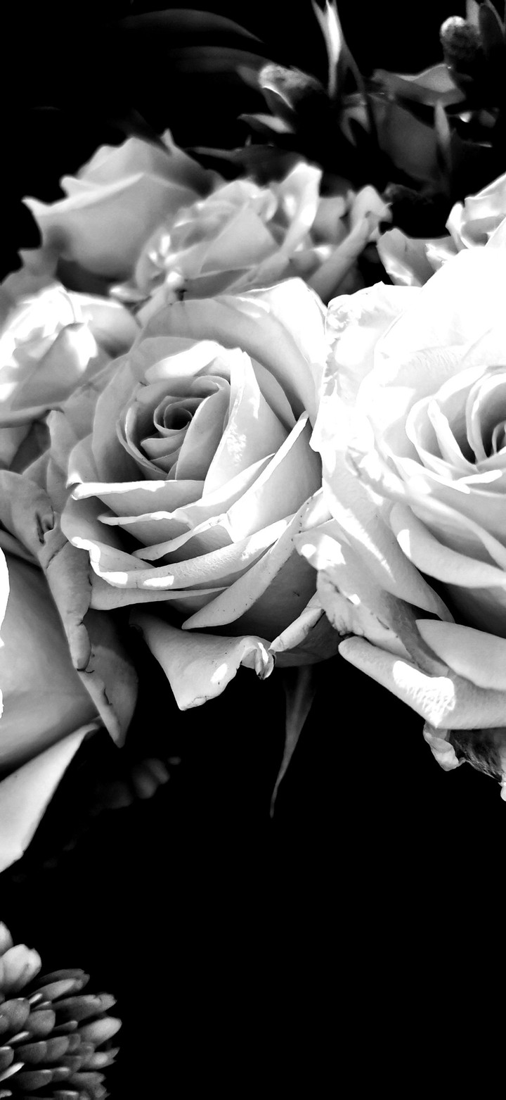 blumen schwarz weiss flowers black and white