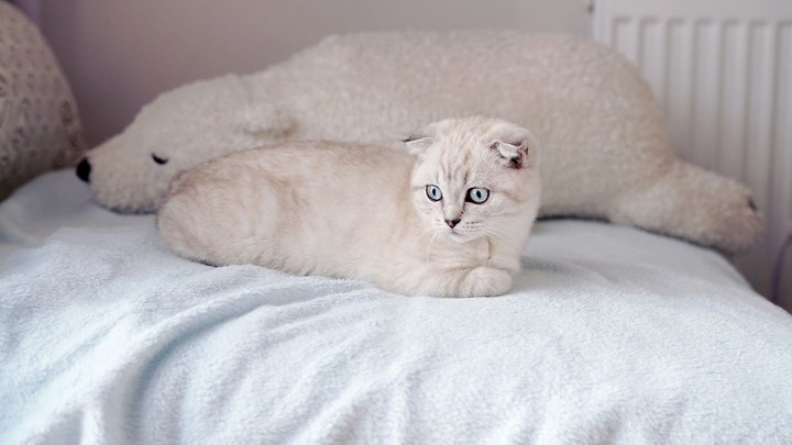 cat