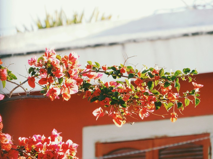 red flower