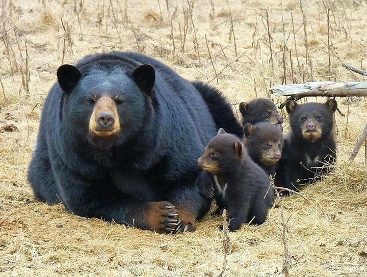 мама