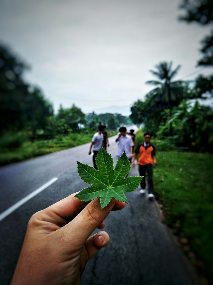 village,school,student,leaf