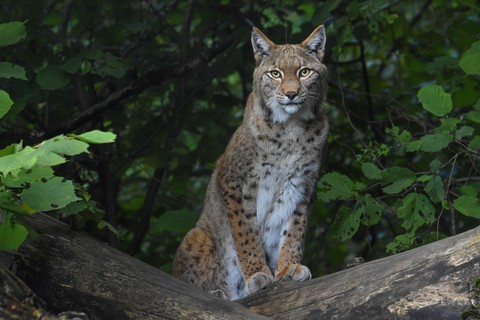 snout, wildlife wallpapers