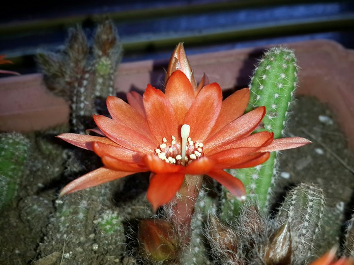선인장 꽃