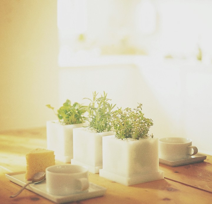 plants