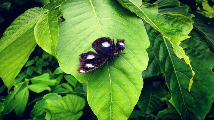 Rain, Butterfly
