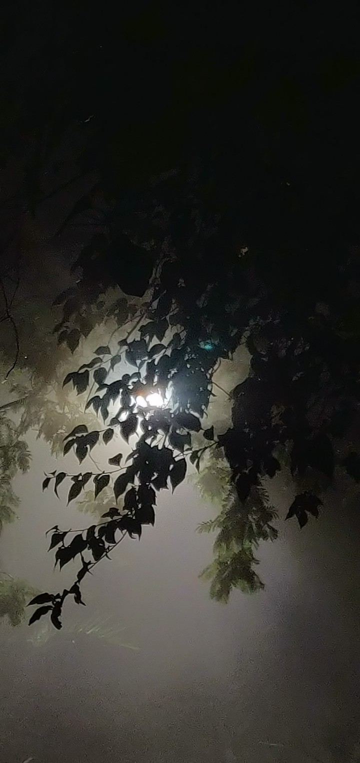 leaf silhouette