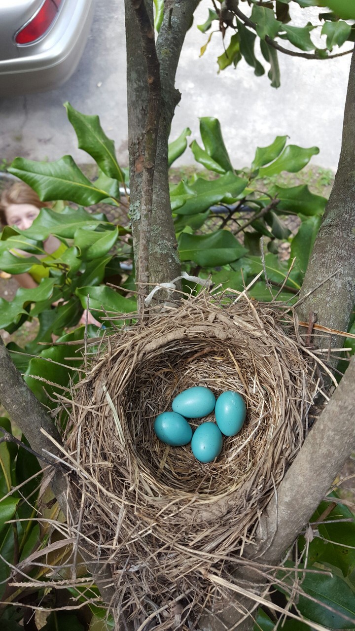 Blue Eggs of a Robin