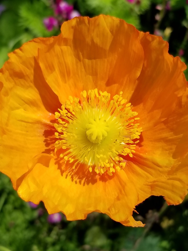 春の花