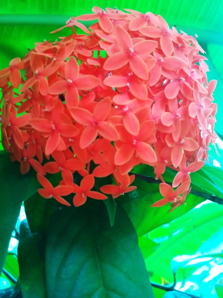 Red flower