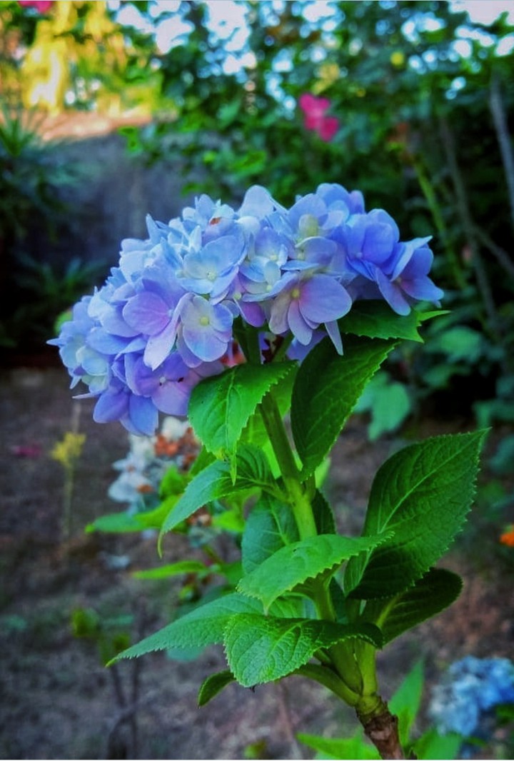 flower