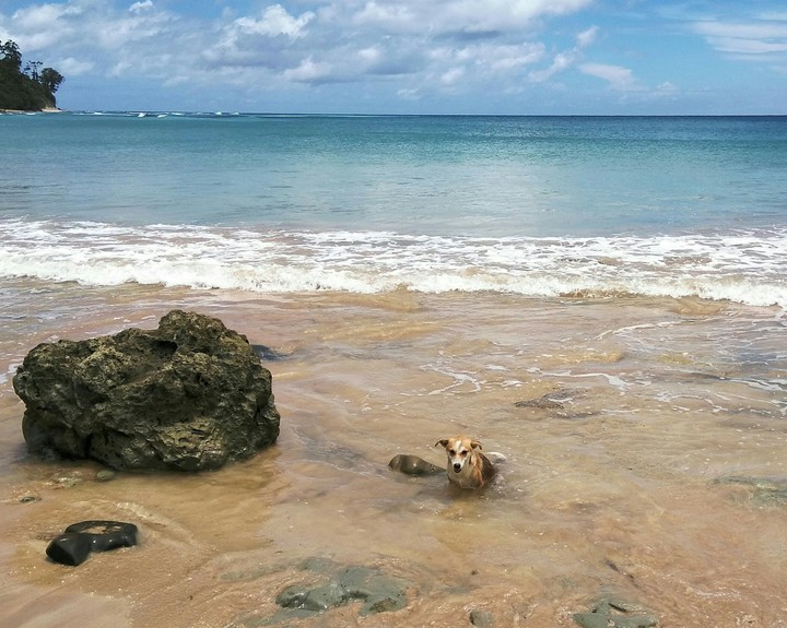 Dog Bathing in Sea