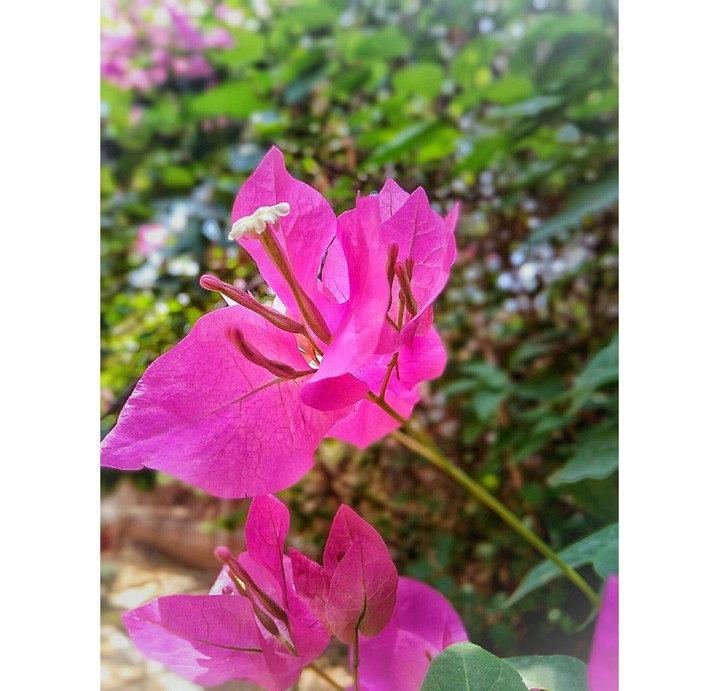 the pink dust