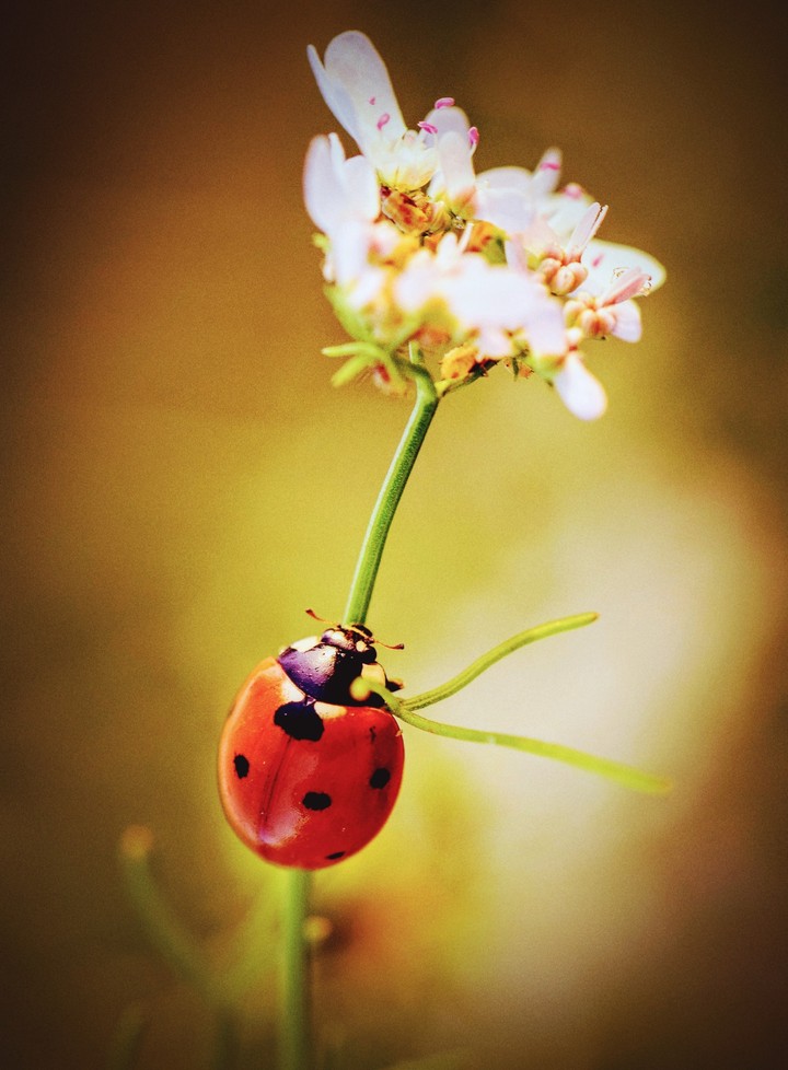 red green