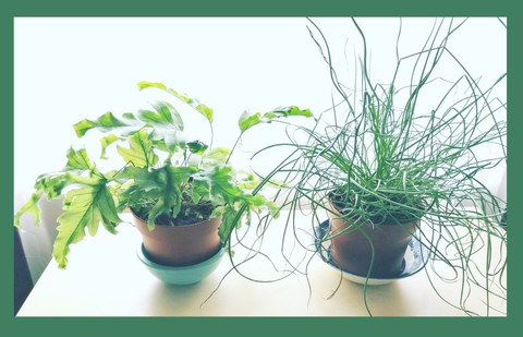 plants