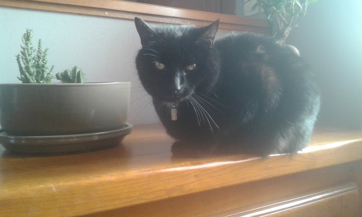 chat