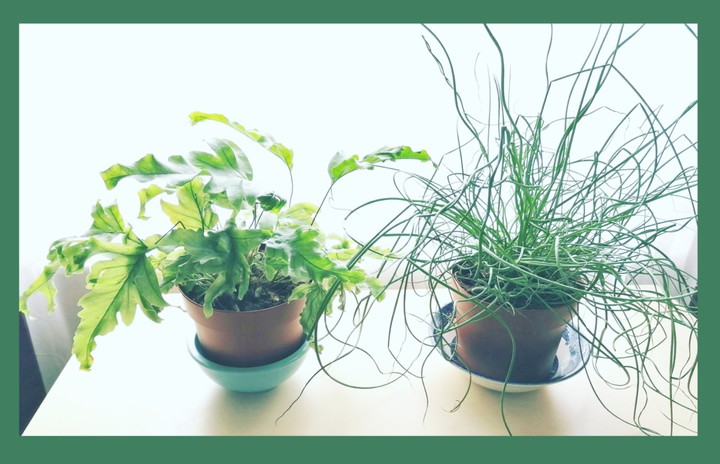 plants
