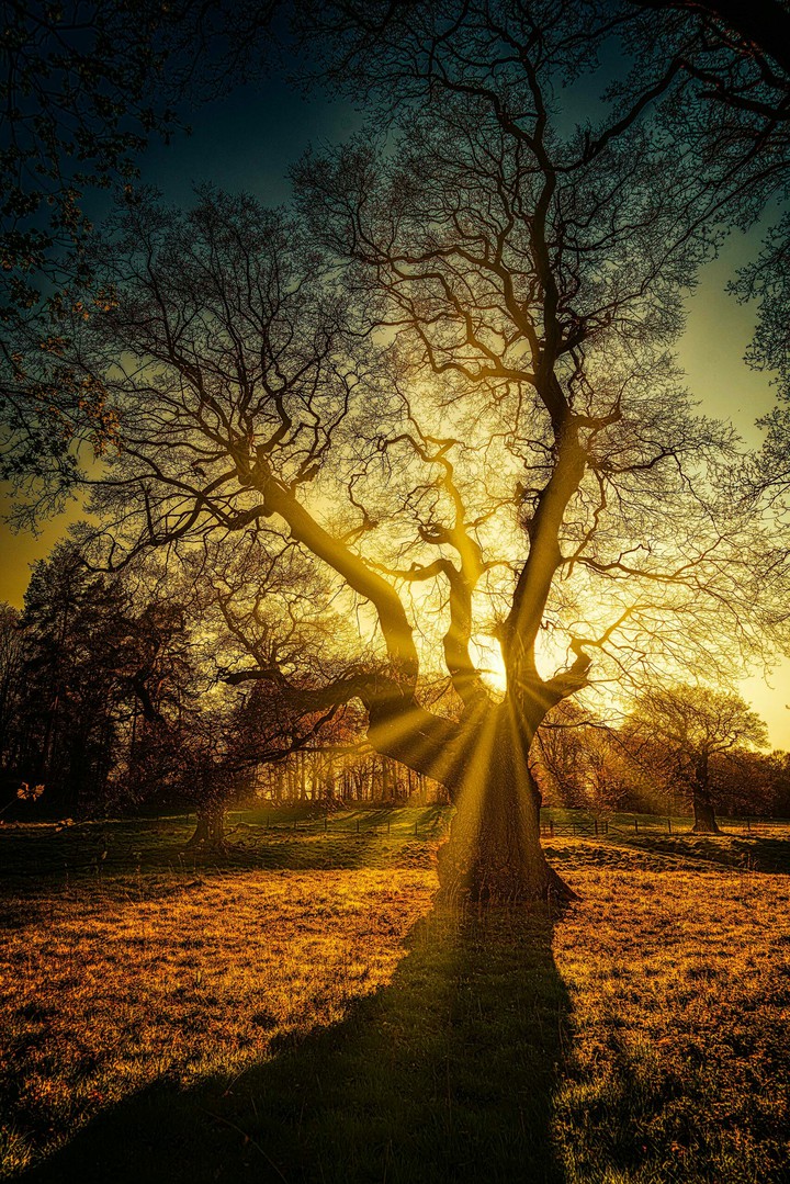 tree