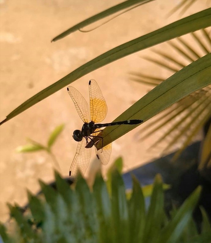 fly