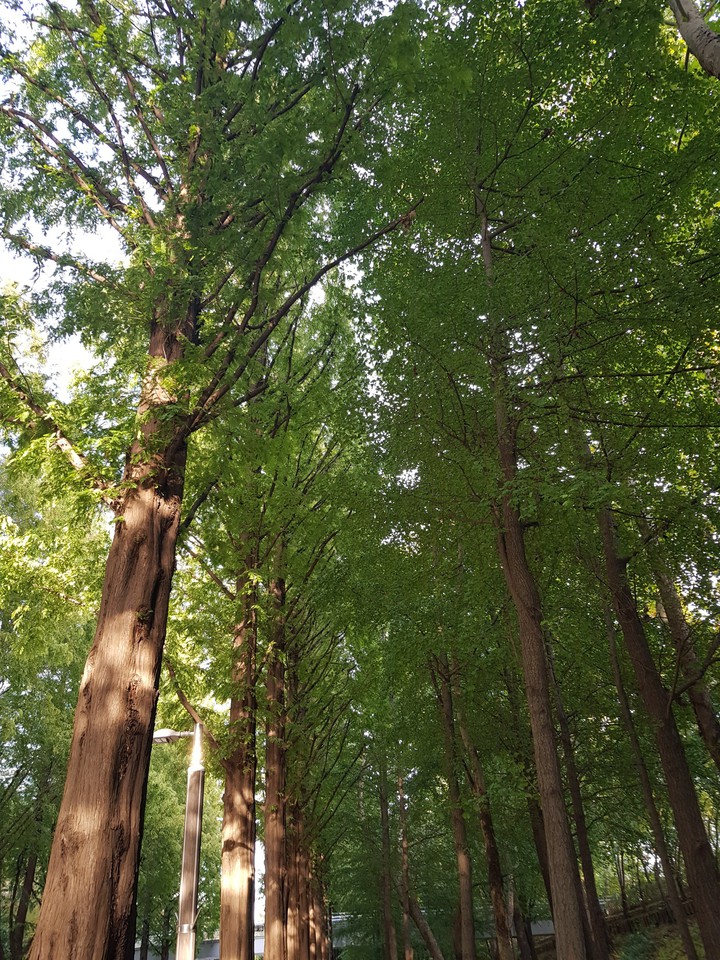 Trees