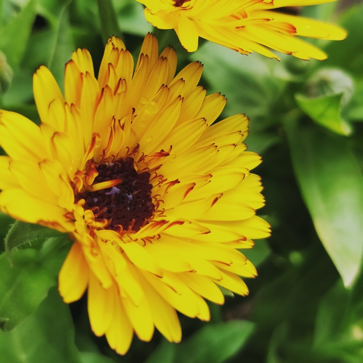 Yellow Flower 