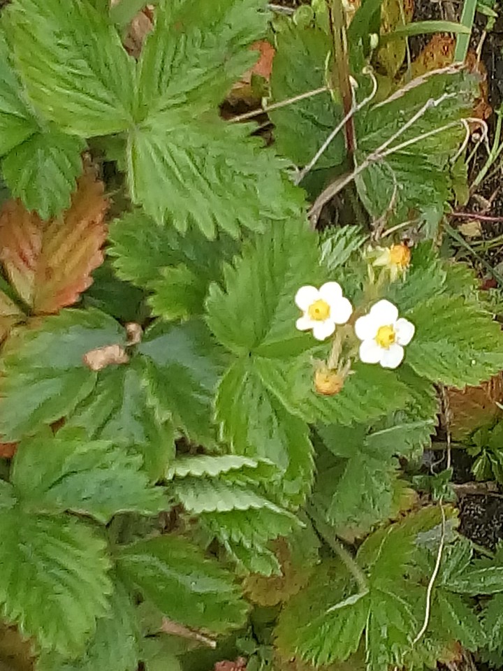 walderdbeeren