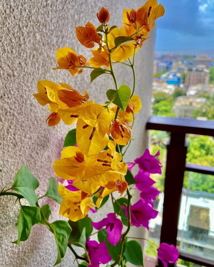 Flower