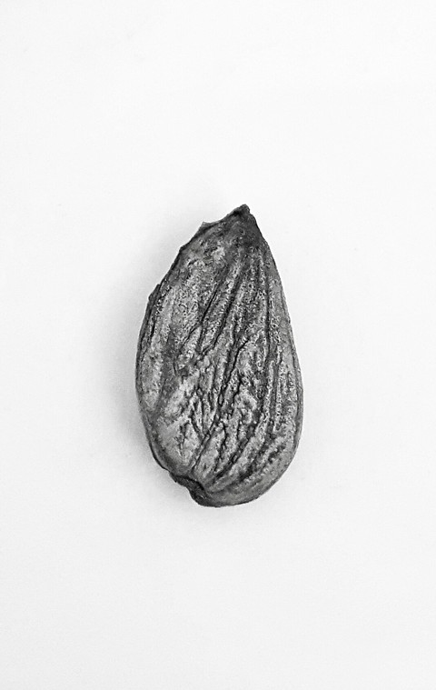 Apricot kernel