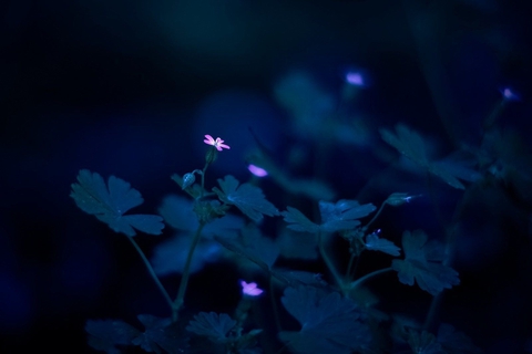 шпалери plant, flower