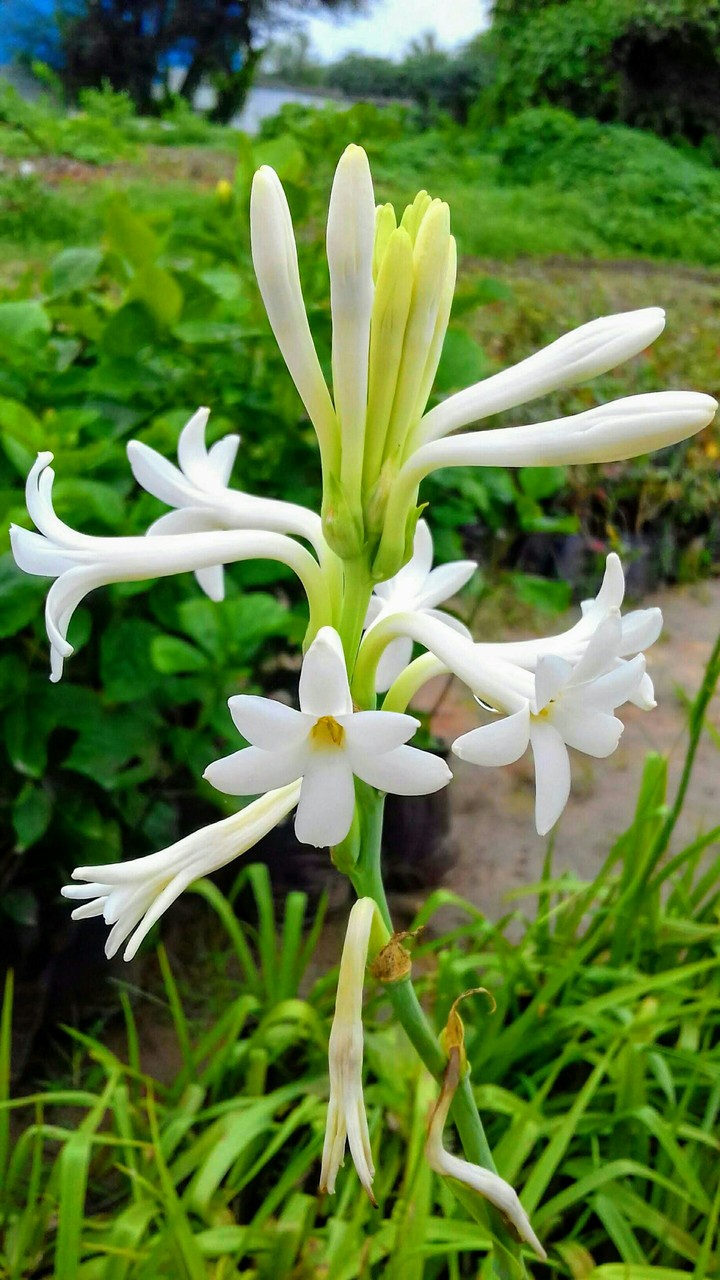 stylish flower