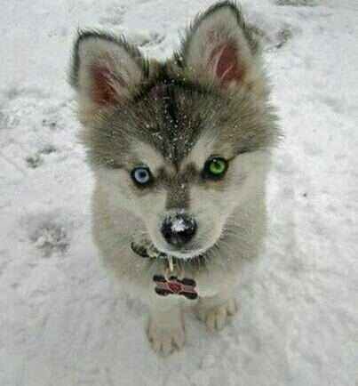 my dog Ava