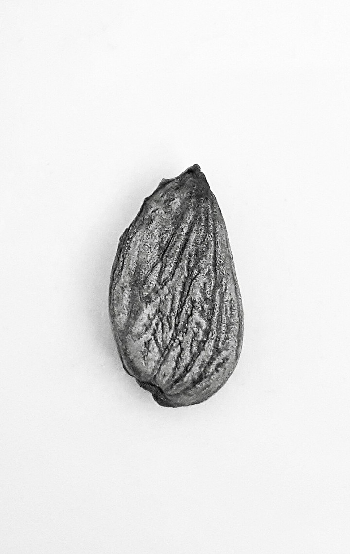 Apricot kernel