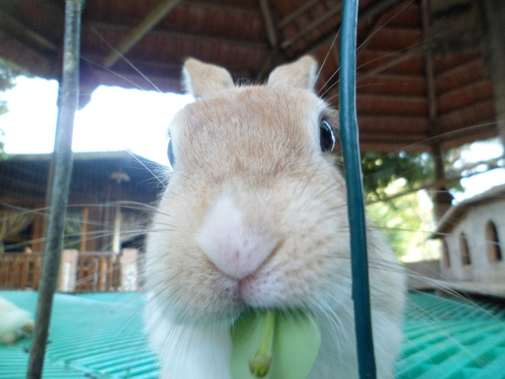Cute rabbit