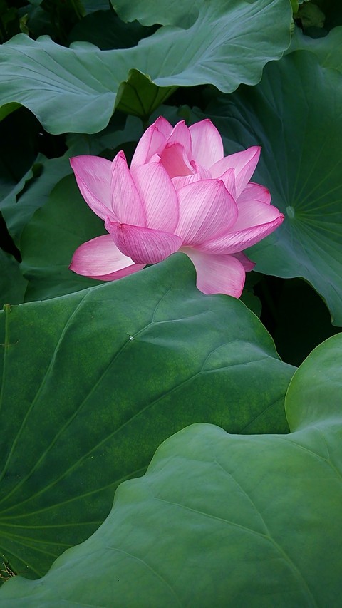 蓮の花