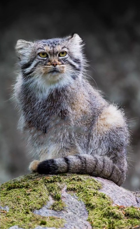 тапети vertebrate, cat