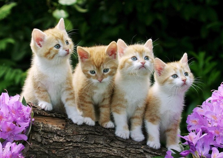 котята