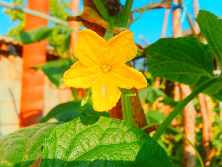 Pumpkin flower