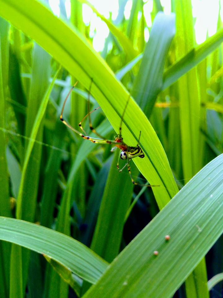 spider