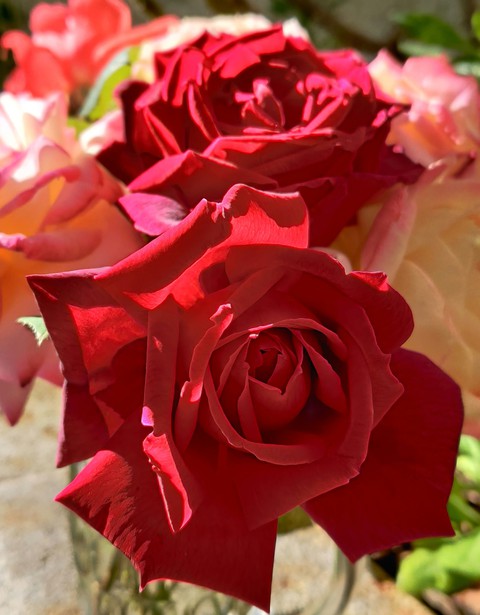 Roses