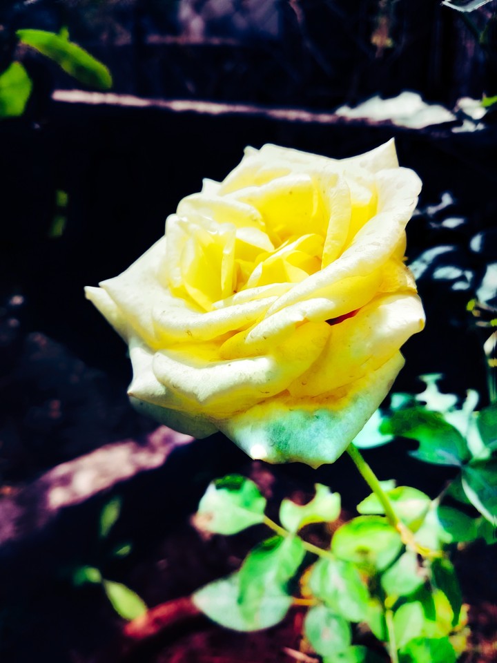 yellow rose