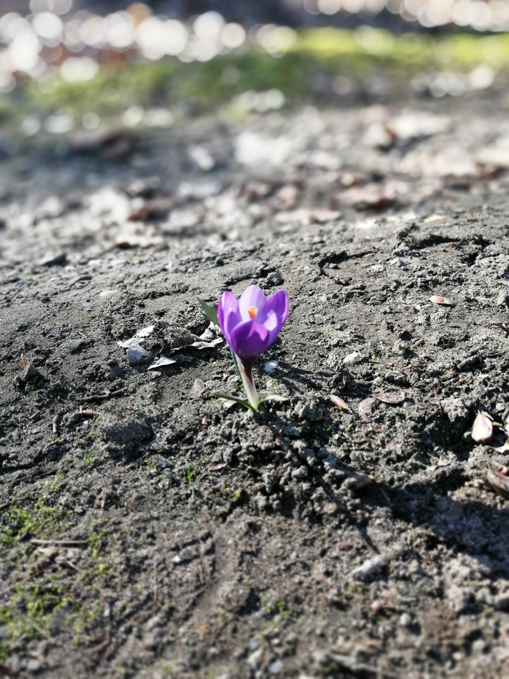 krokus