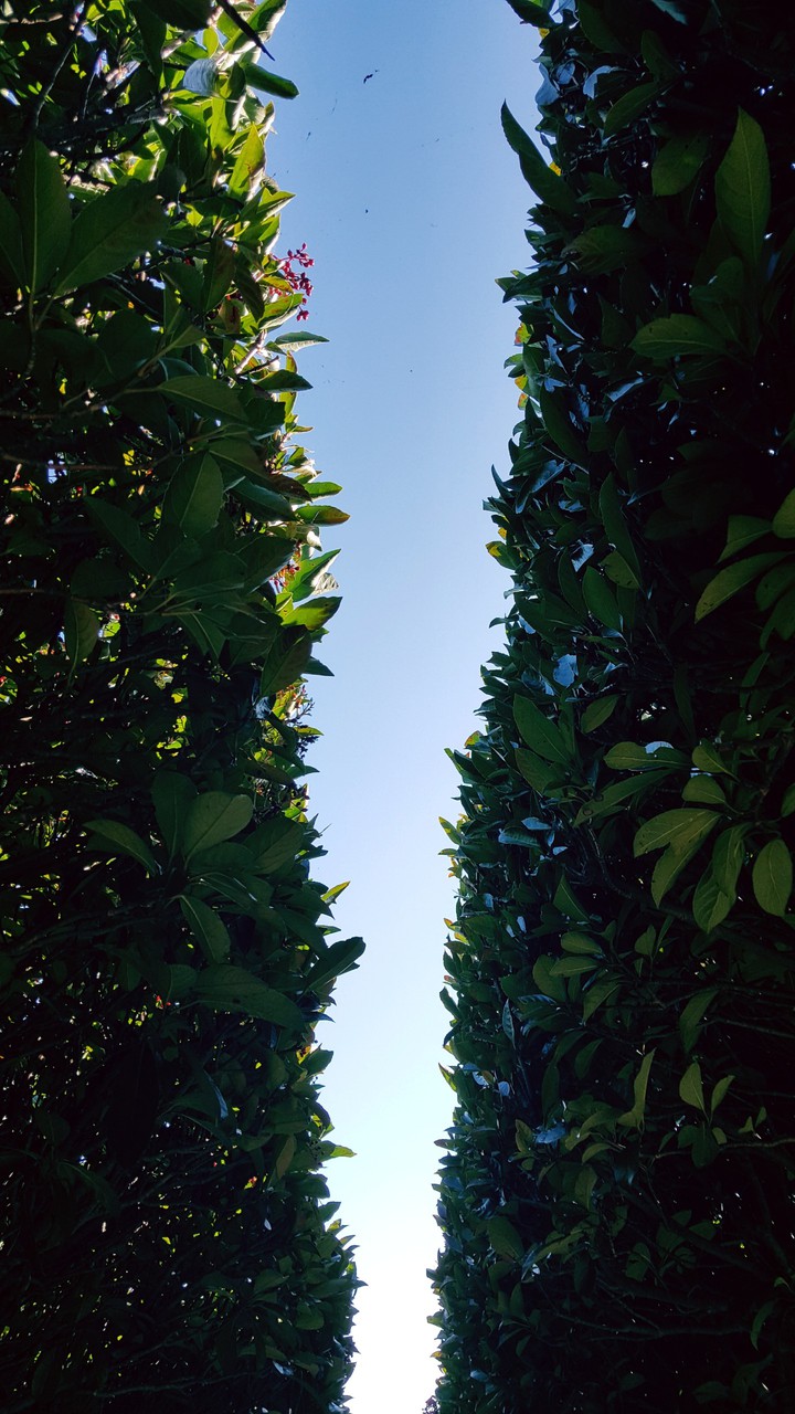 treerode