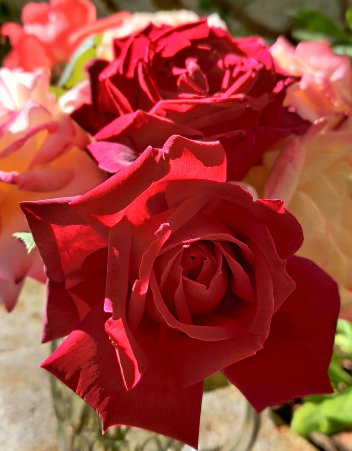 Roses