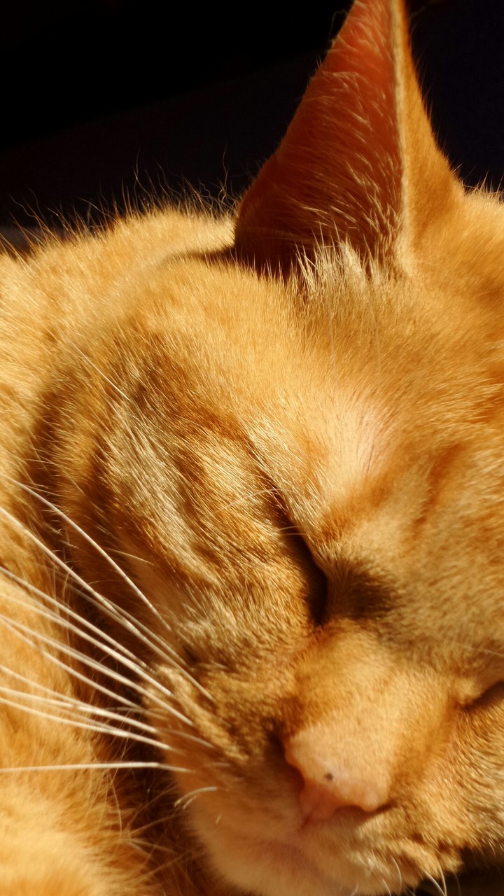 Sleeping cat