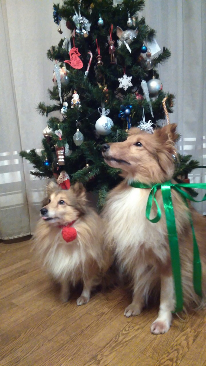 собаки